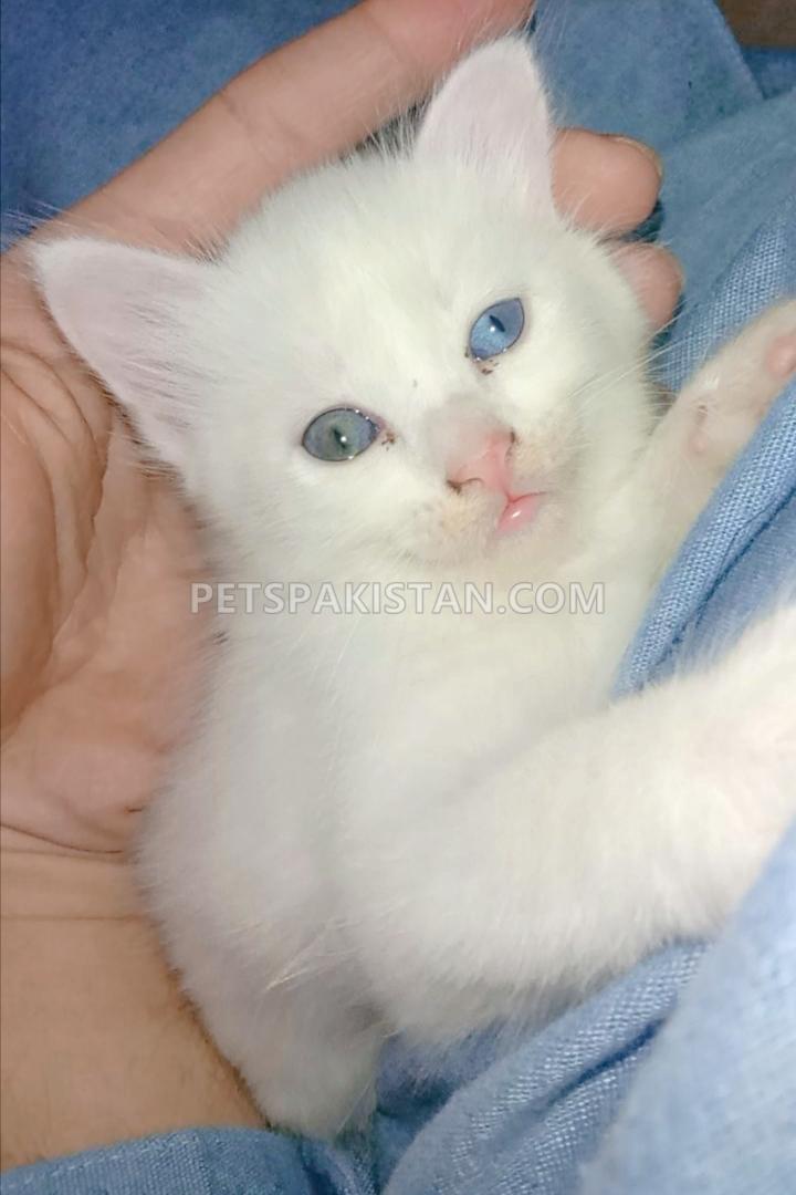 Kitten for sale Turkish Angora, Persian 