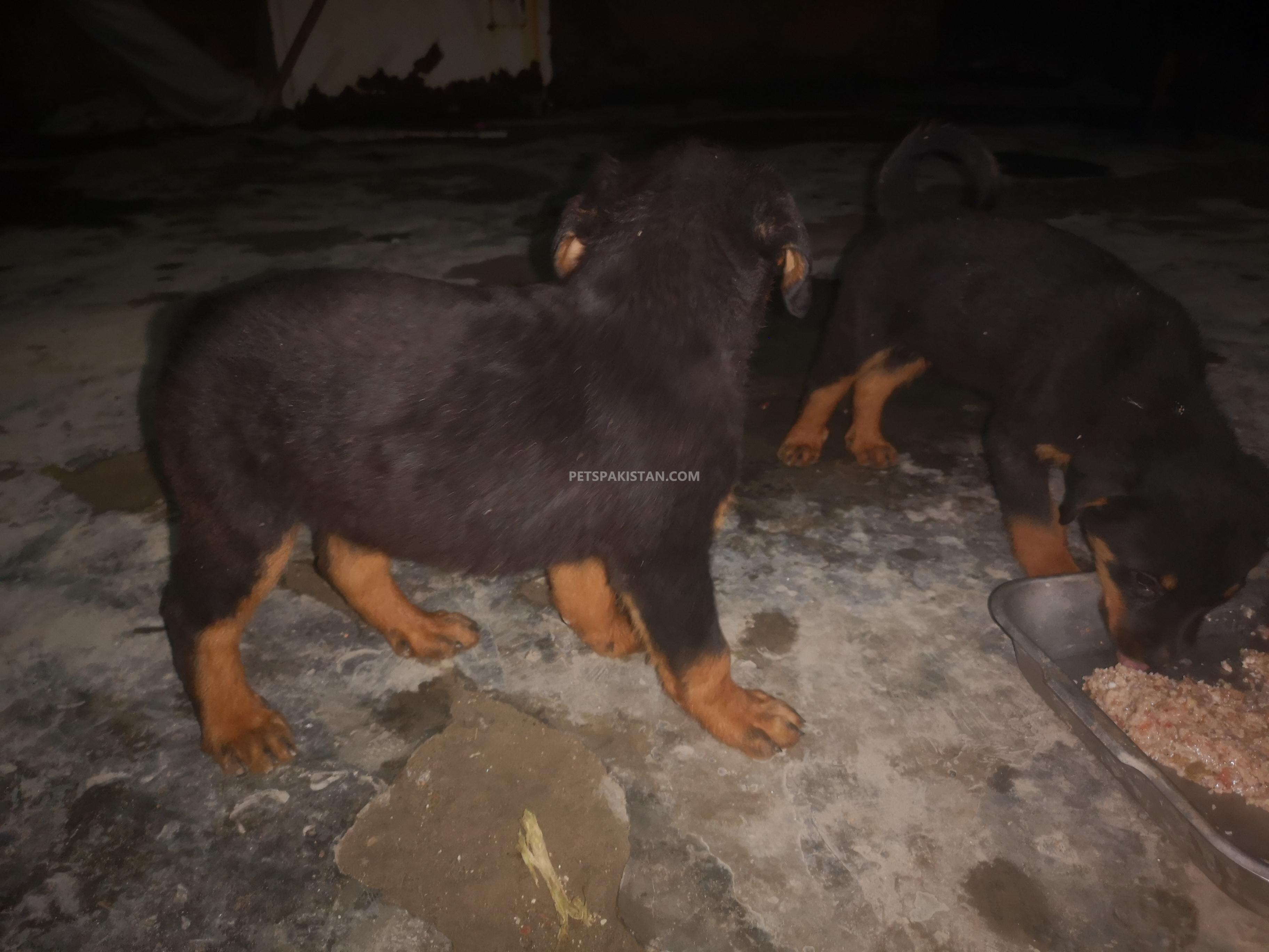 Rottweiller Male Puppies 