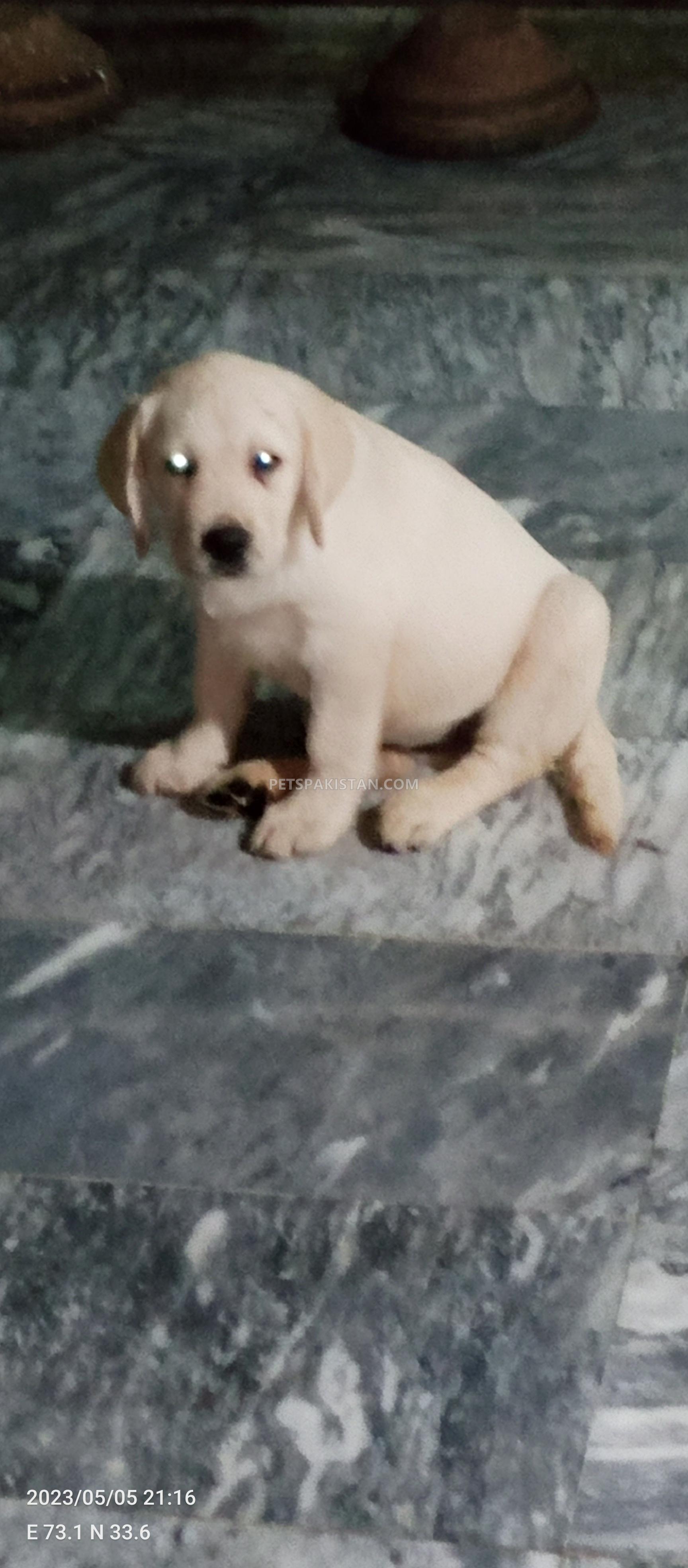 Labrador female pedigree pup 
