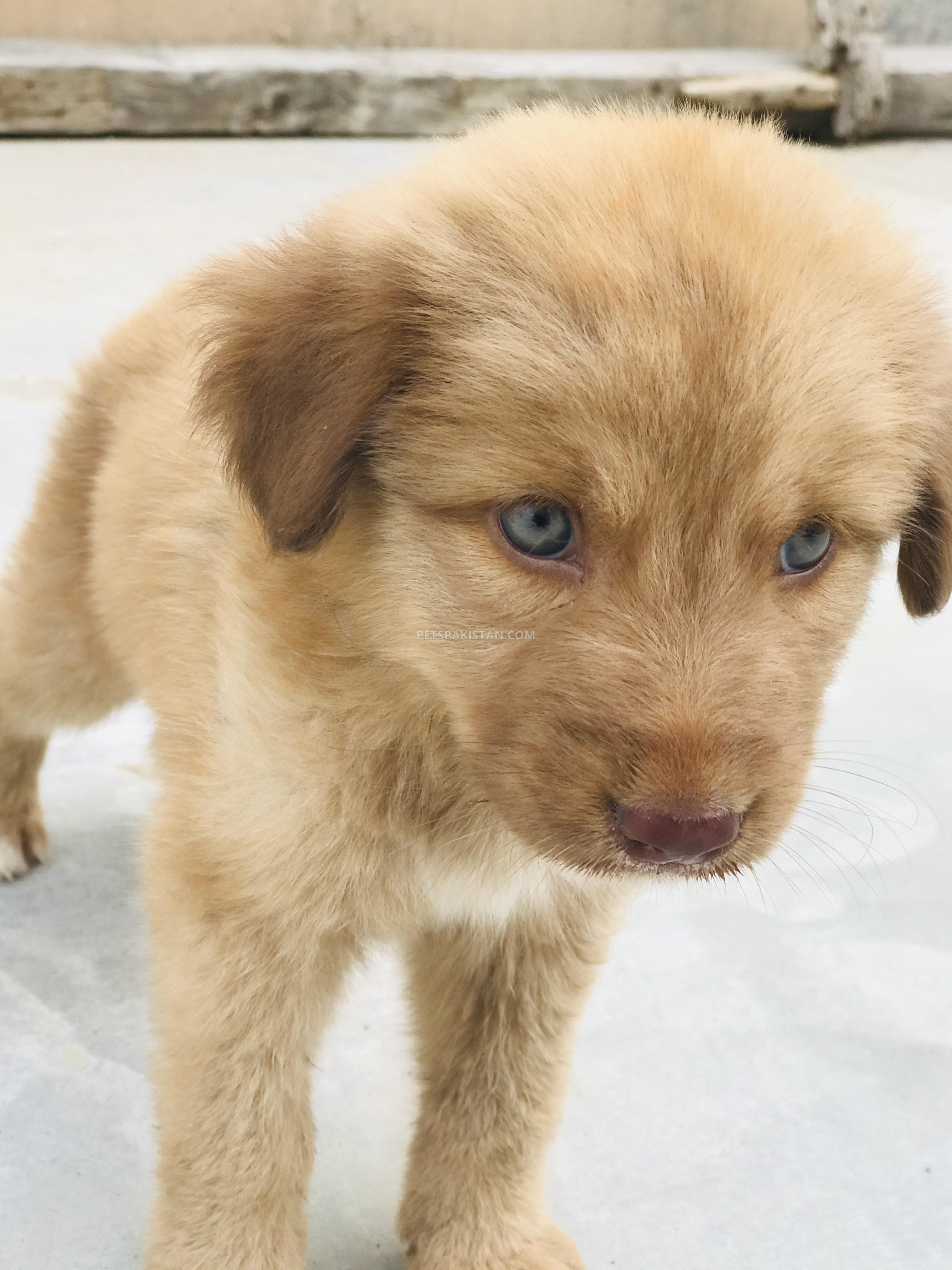 Golden Retriever Puppy