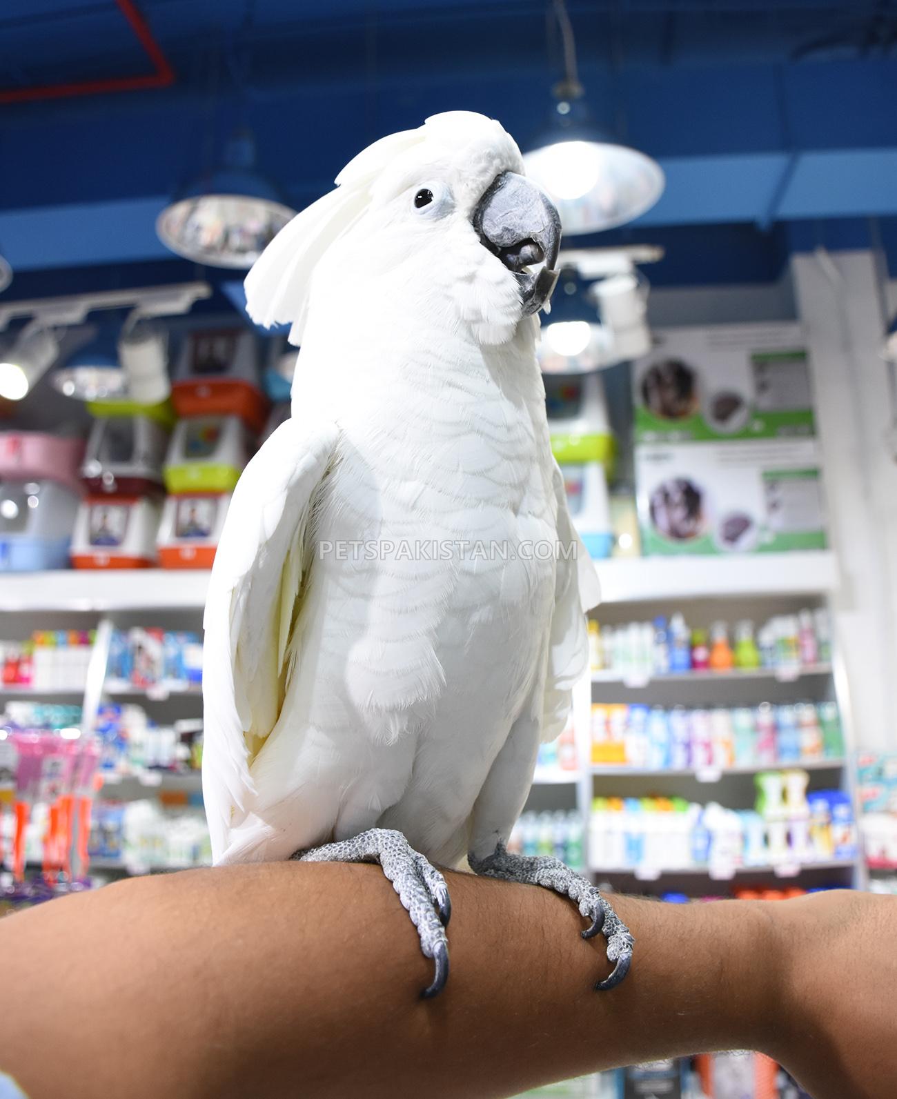 Tame, healthy Parrots, African Grey, Cokatoos, and fertile eggs for sale