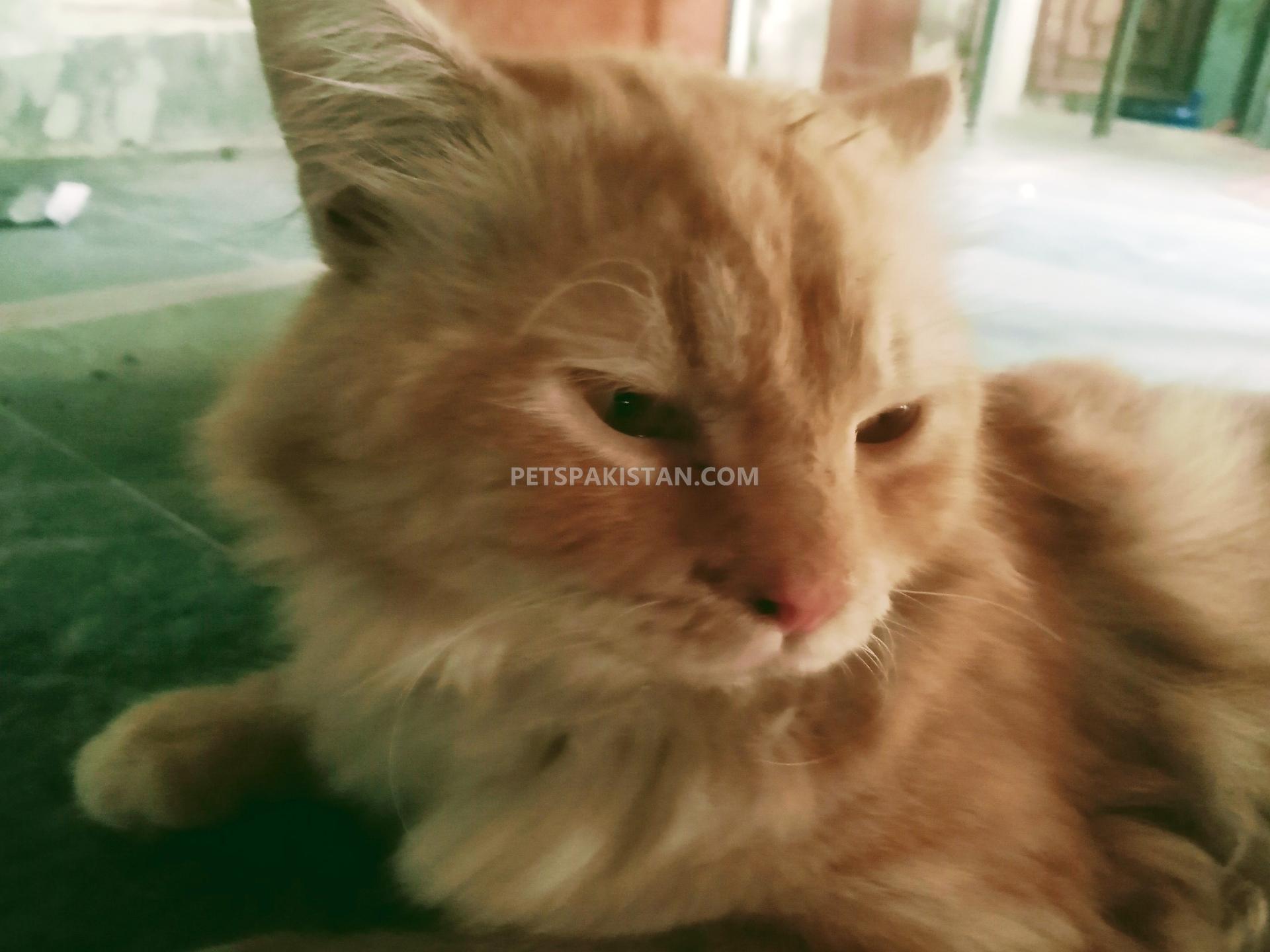 Persian Cat Double Coated Golden Eyed Beautiful Cat