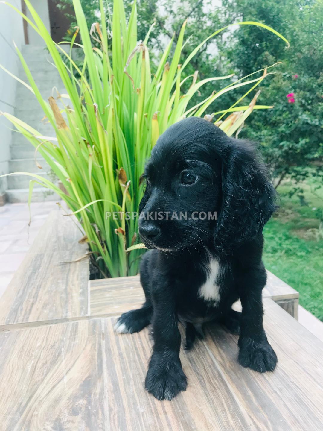 Cocker Spaniel Male Pup for Sale