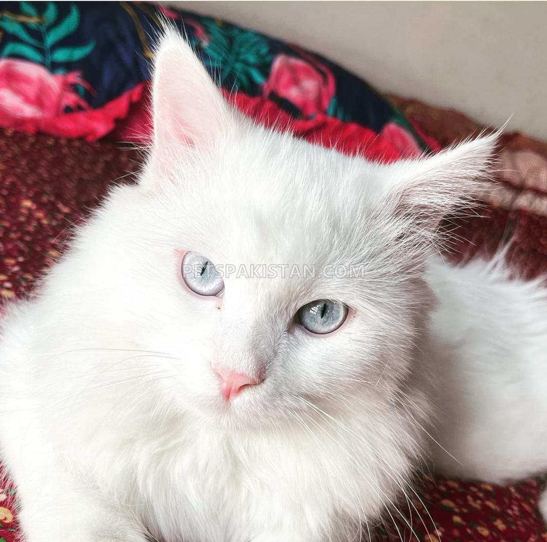 Persian Cats