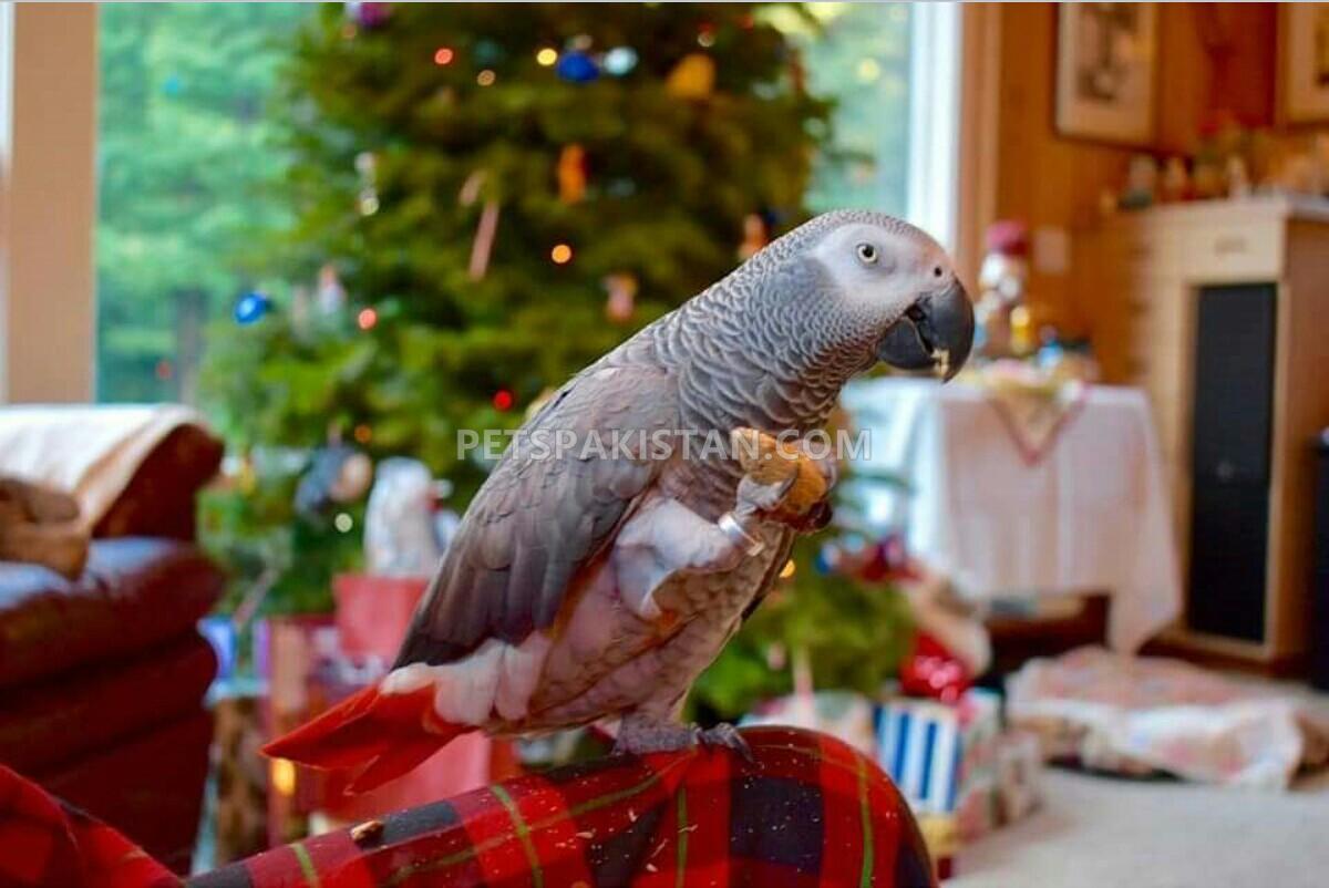 Adorable hand tamed African grey parrots for sale.