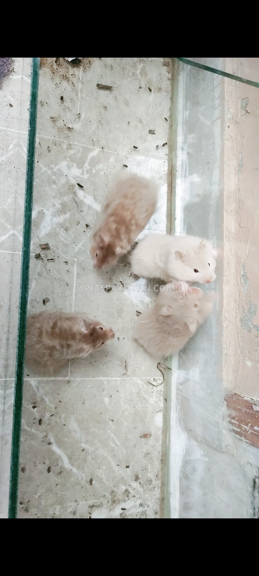 Long Haired Hamster — photo 1