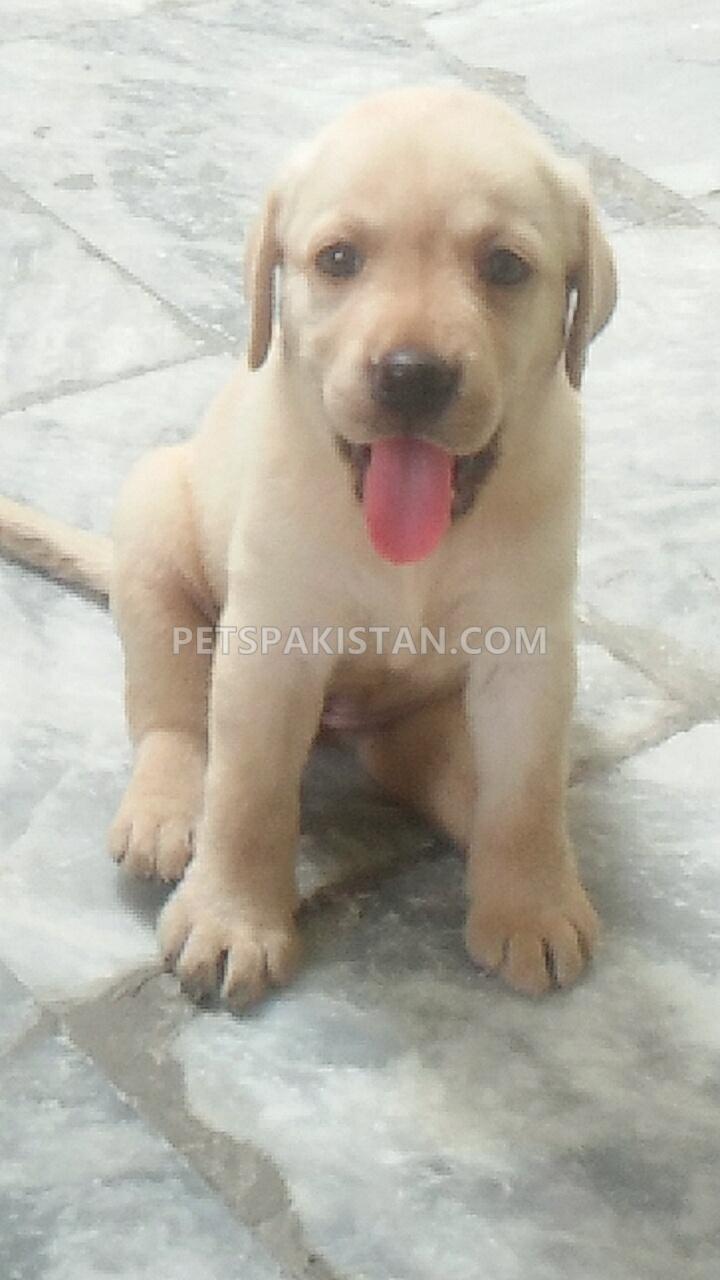 active female friendly labrador puppy