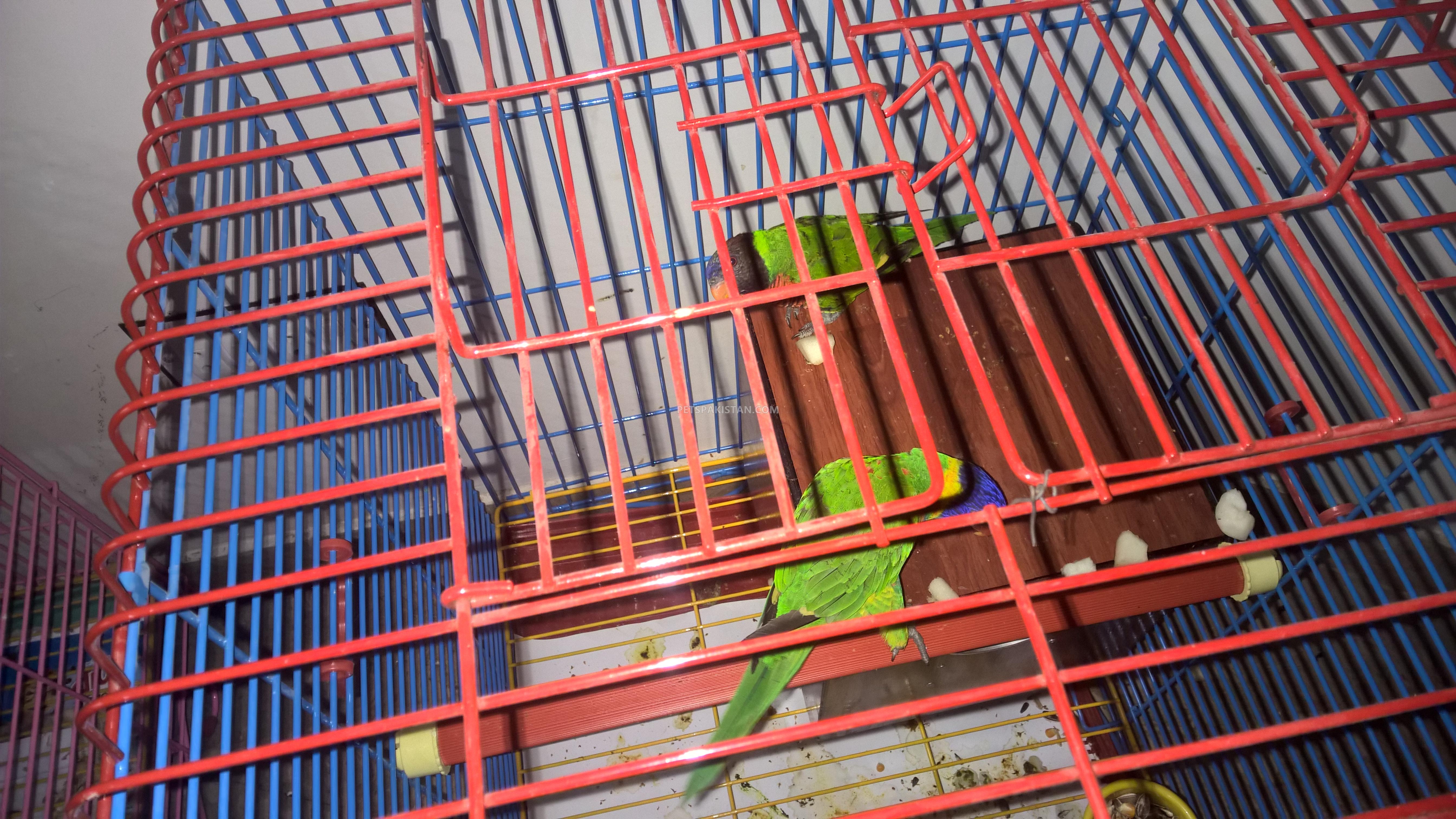 A RAINBOW LORIKEET PAIR WITH CAGE
