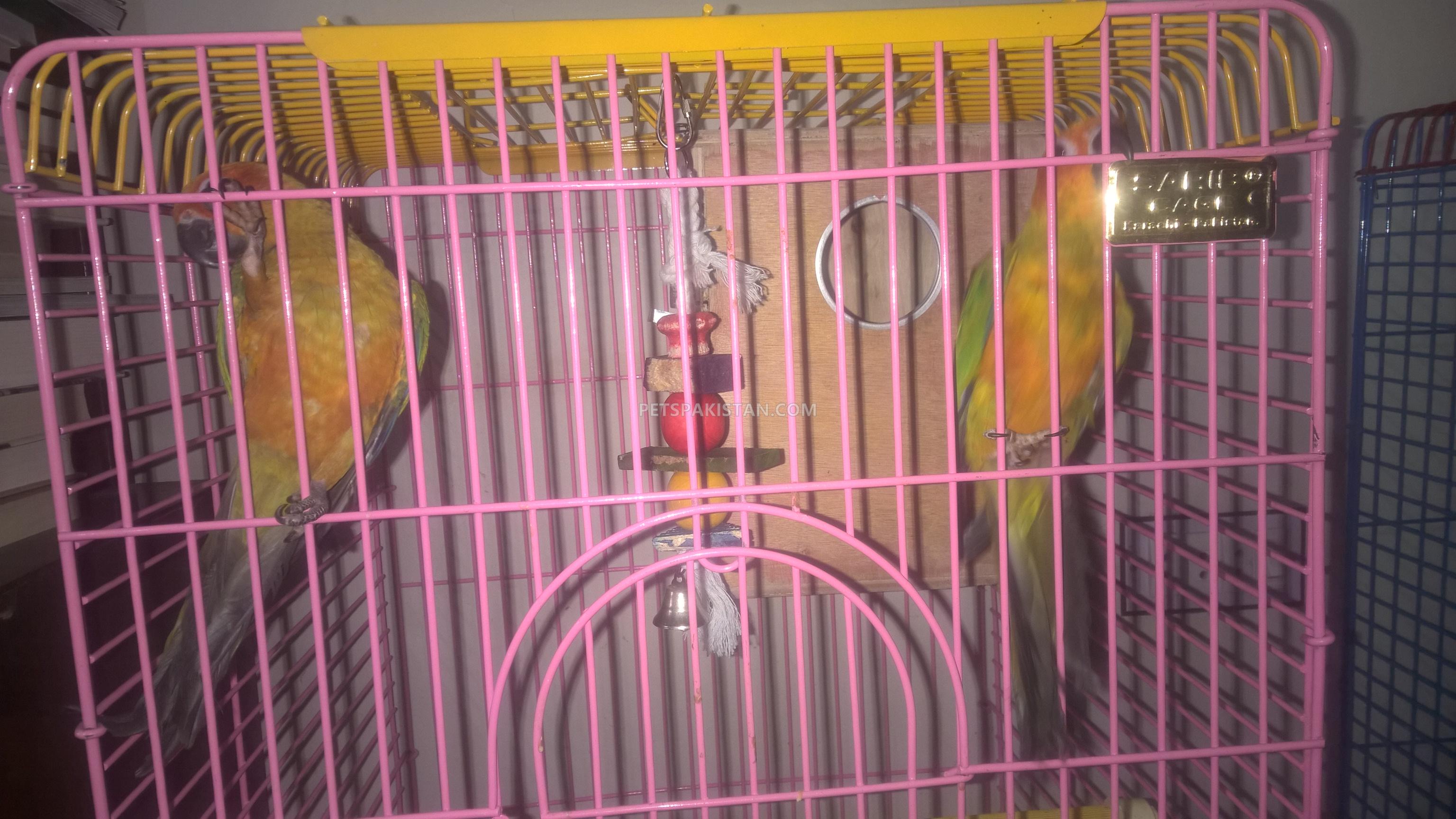 A YOUNG SUN CONURE PAIR WITH CAGE