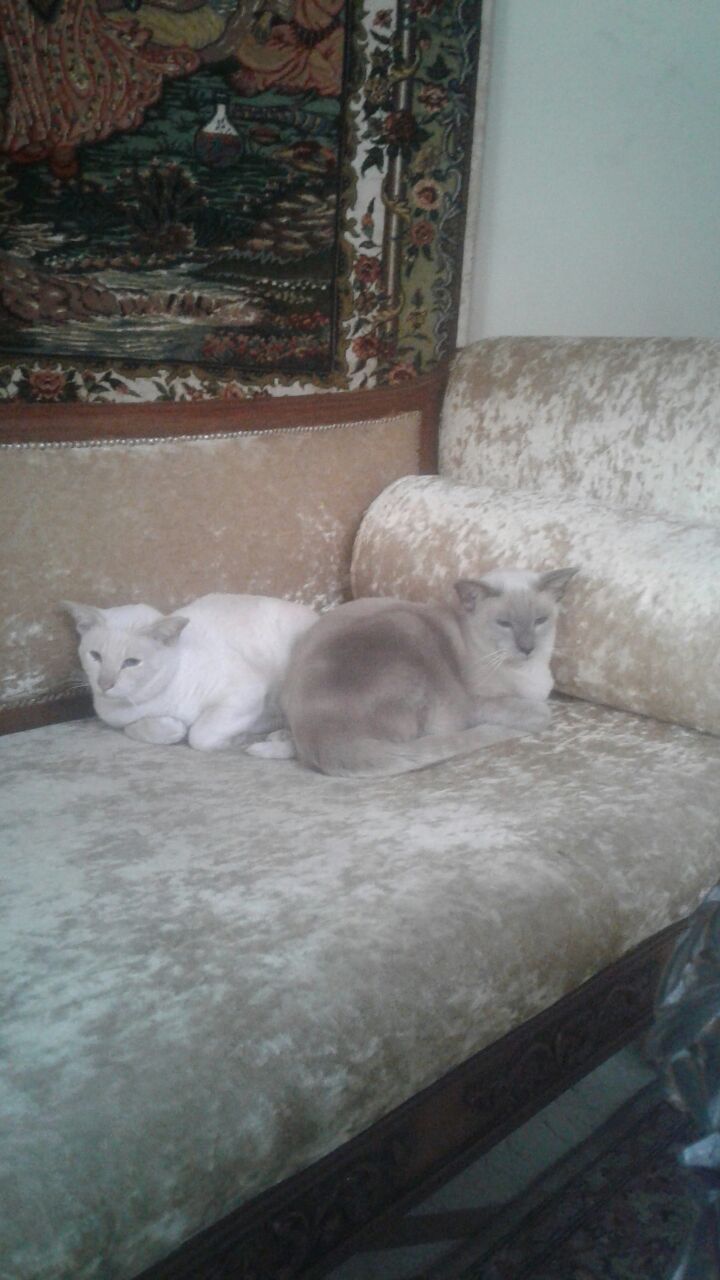 Healthy & beautiful Siamese Pedigree cats available for adoption
