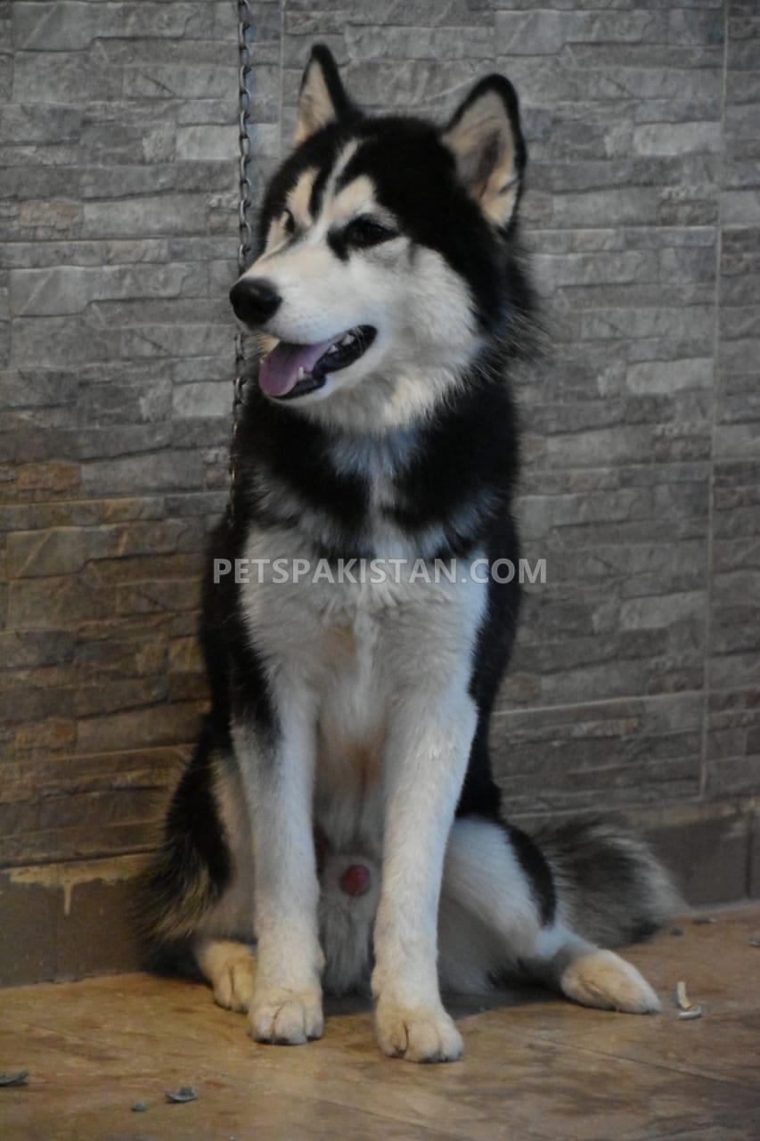 Siberian Husky 1 Year Old male — photo 1