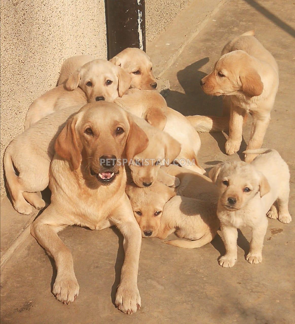 Lab Pups