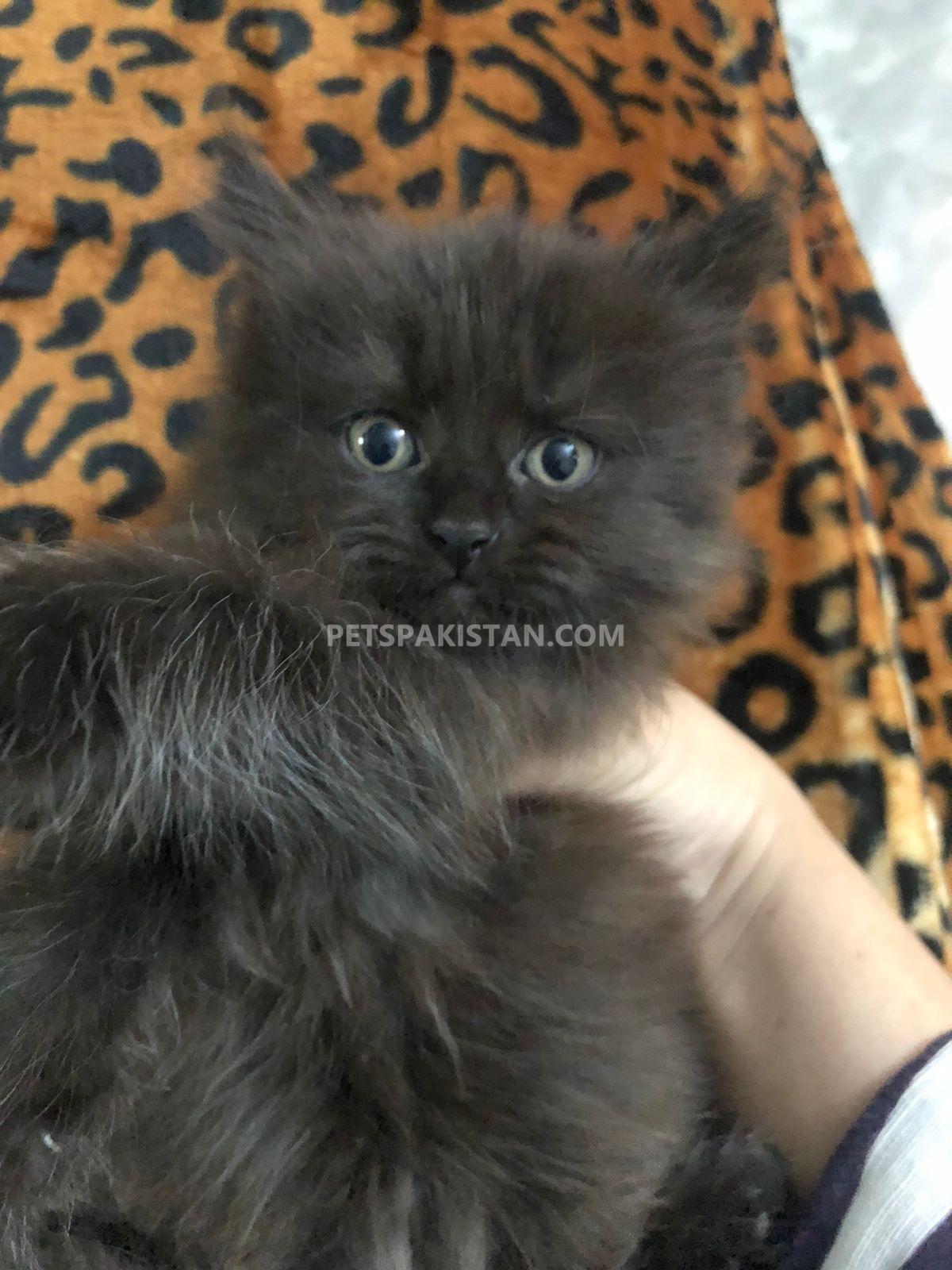 Triple Coated persians for sale