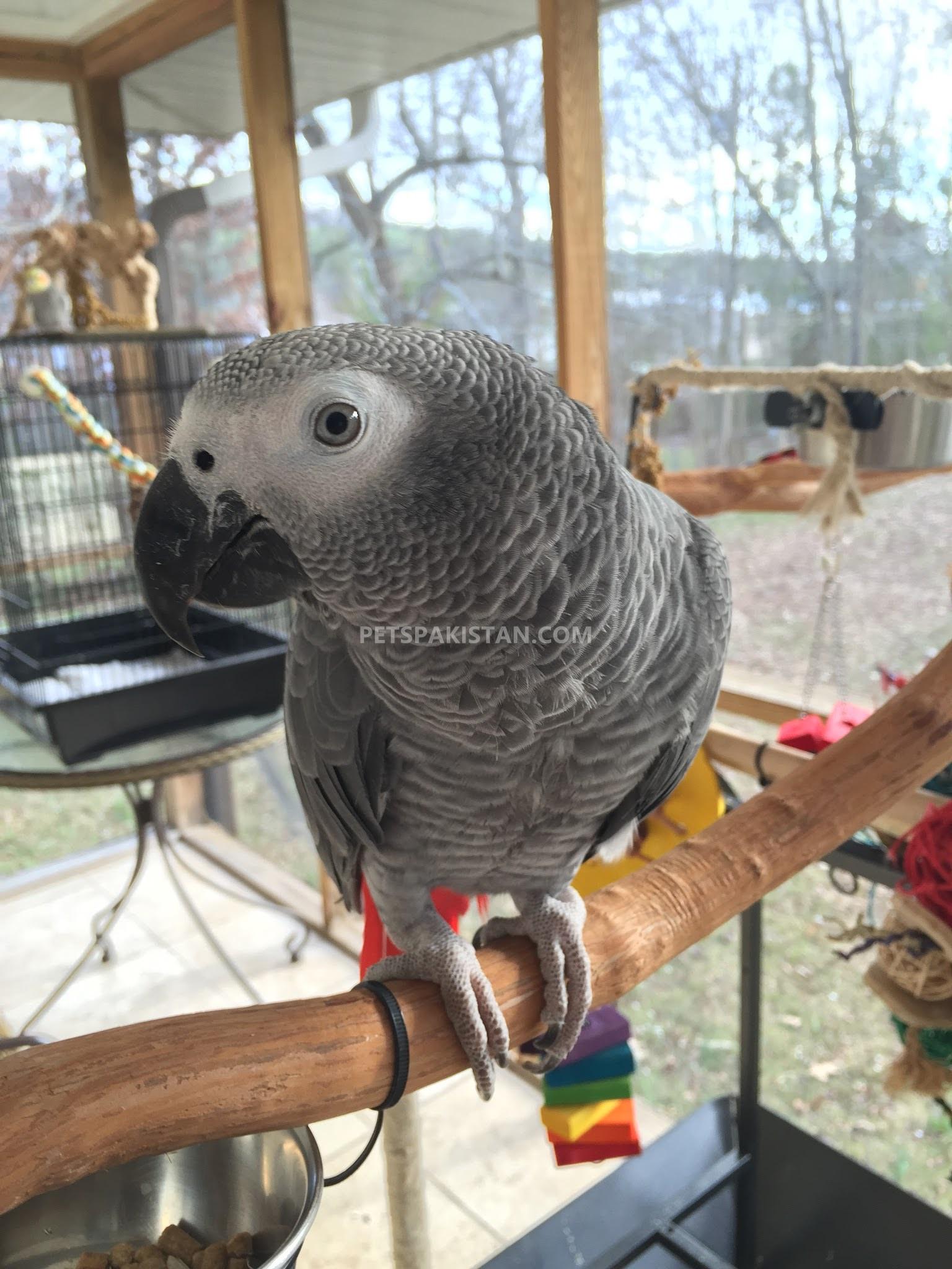 Outstanding African Grey Parrot for Adoption