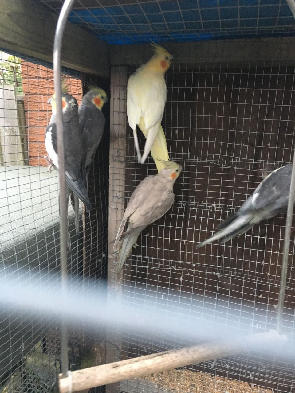 8 pairs of  Cocktiel Parrots for adoption