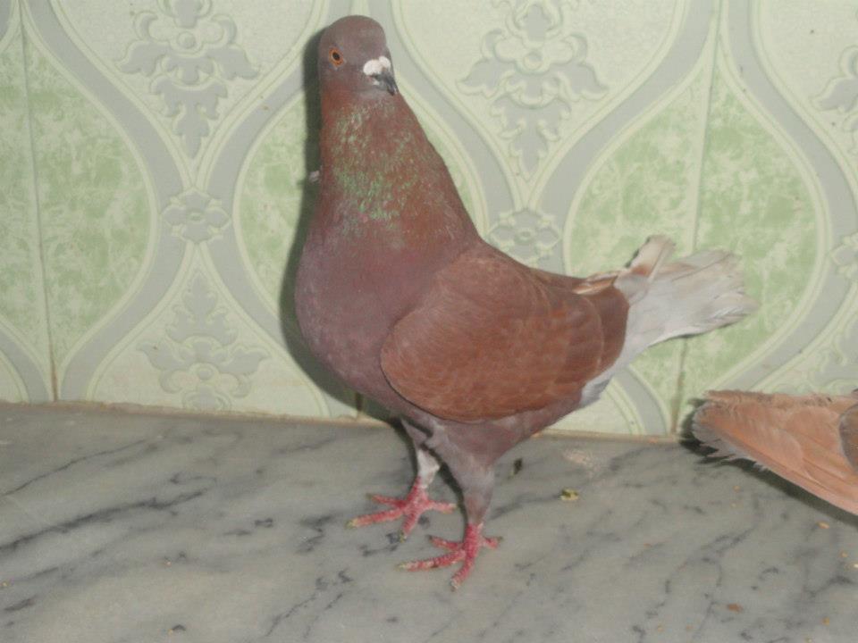 original king males for sale