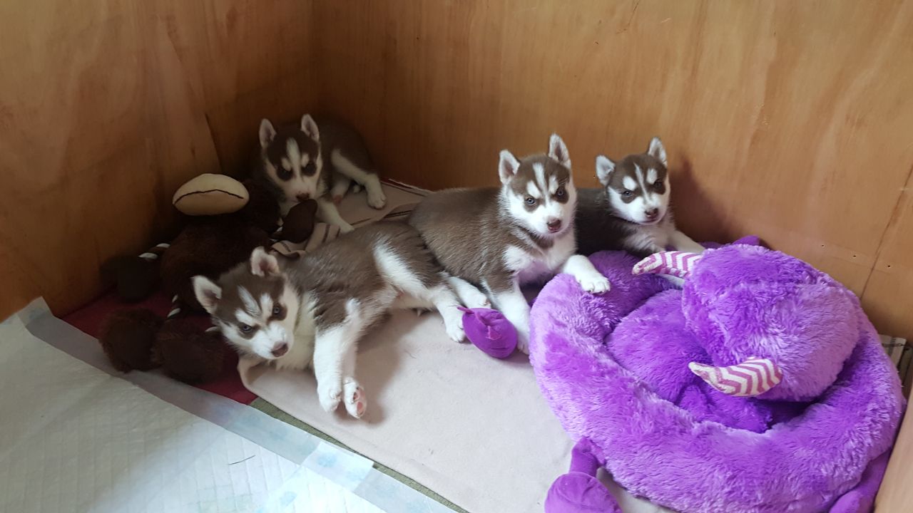 Male and Female Siberian Husky Puppies for adoption 