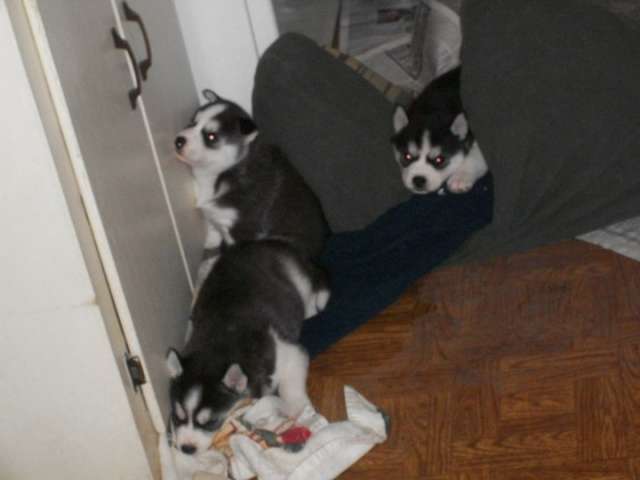 3 siberian husky puppies for adoption