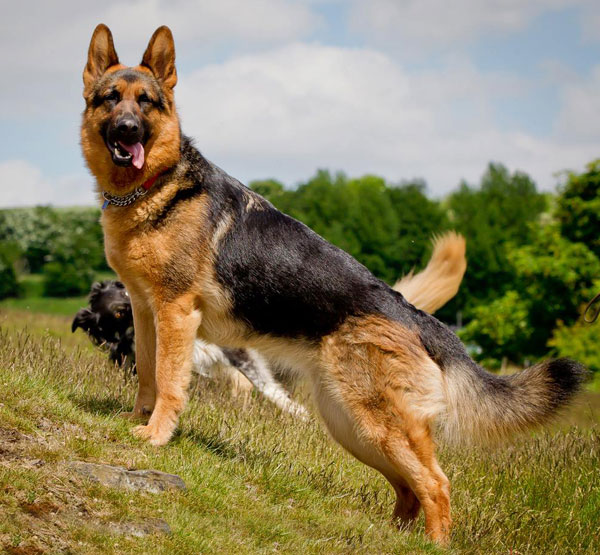 IF U WANT ANY DOG CONTECT ME I WILL PROVIDE — photo 1