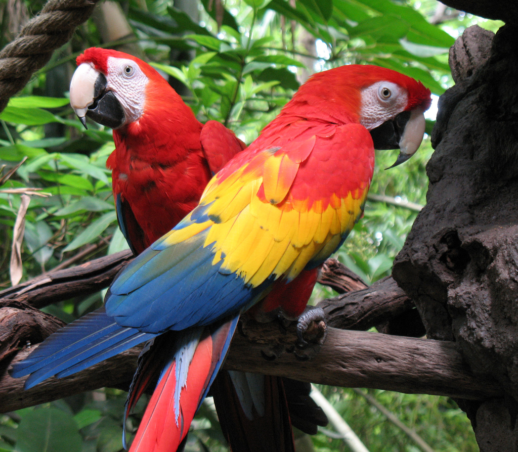 Tame, healthy Parrots, African Grey, Cokatoos, and fertile eggs for sale