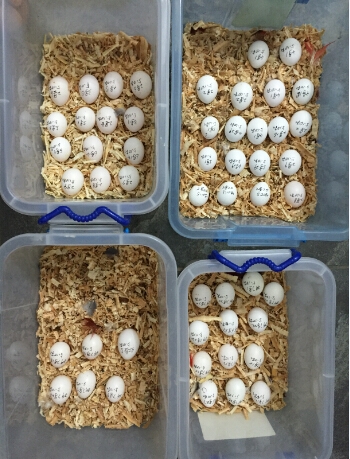 Buy Cheap Parrots and Parrot Eggs Online at Covenant Parrot Place 