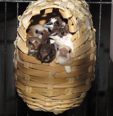 Bengalese finches for sale