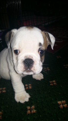 English Bulldog