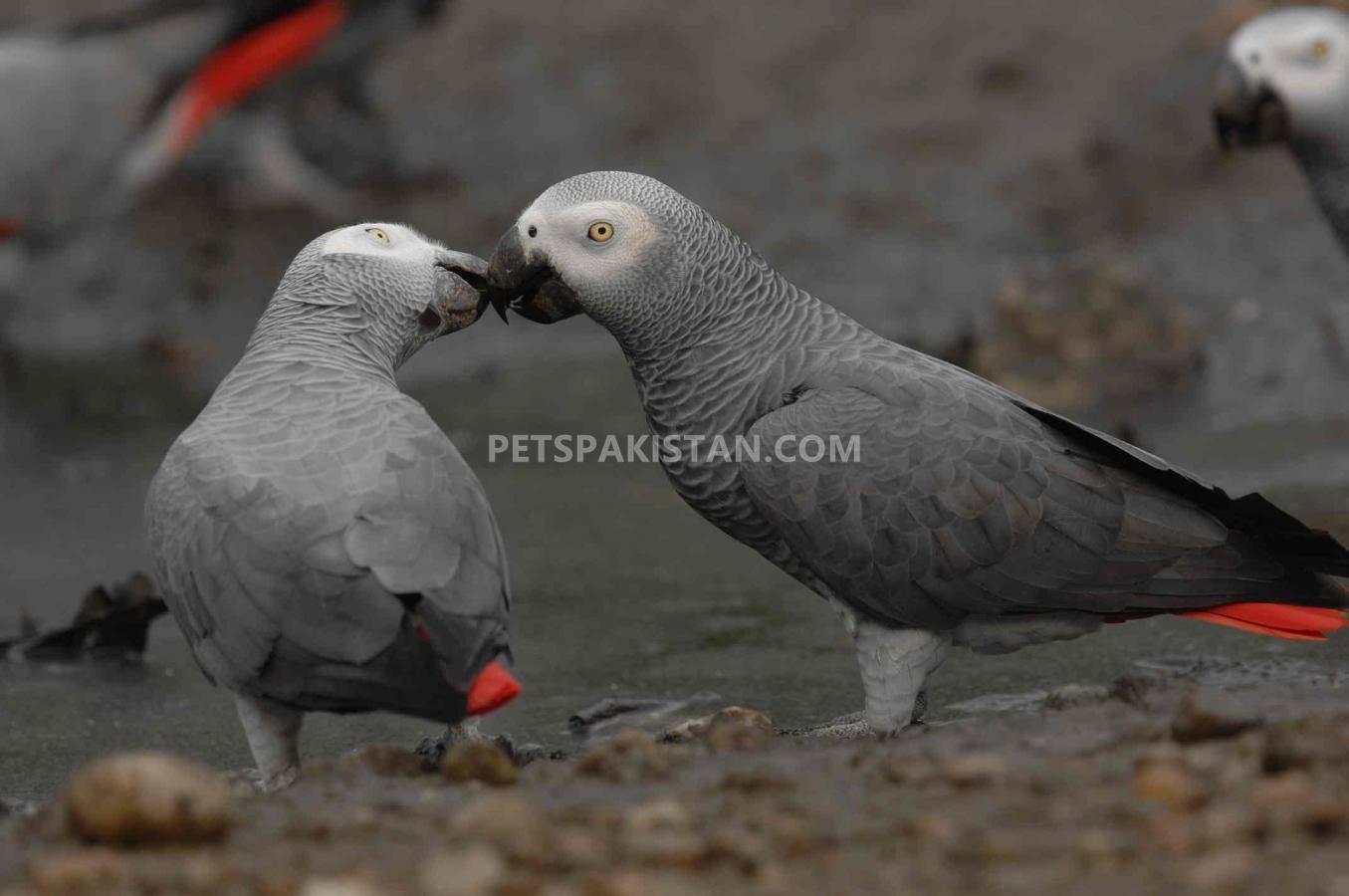 A Pair of Talking African Grey Parrots whatsapp : +12486625079