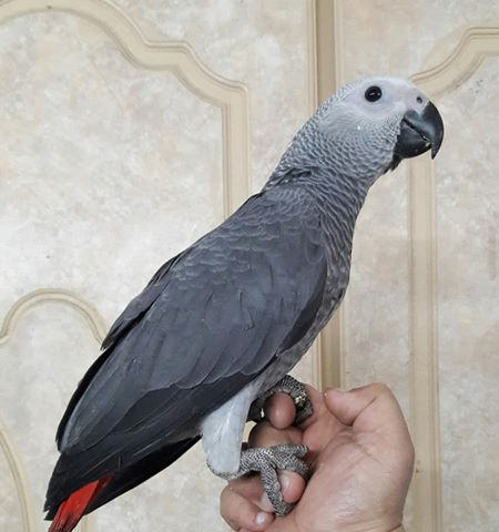 Congo Tamed African Grey Parrot For Sale