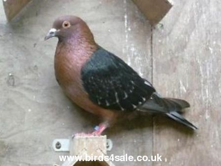 i want to sale  beautiful breeder pigons urgent in cheap parice