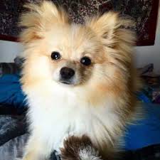 Free Pomeranians Puppies for adoption