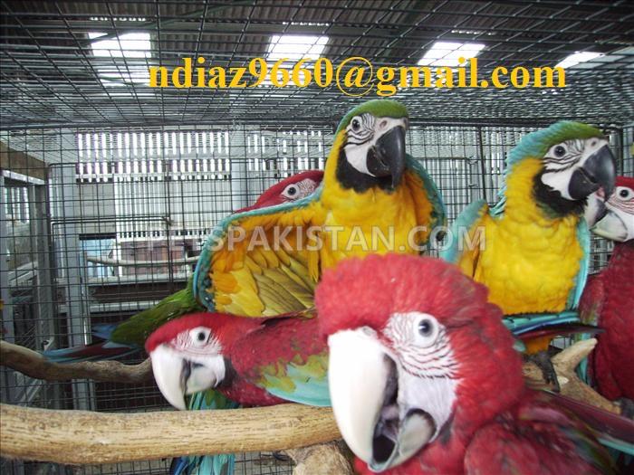 macaw parrots and eggs