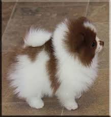 pomeranian pups for adoption