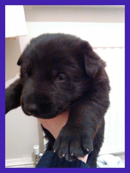 German Shepherd 