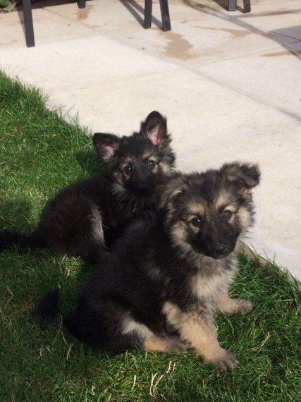 German Shepherd Puppies for Adoption