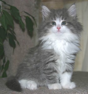 Beautiful Norwegian Forest Kittens