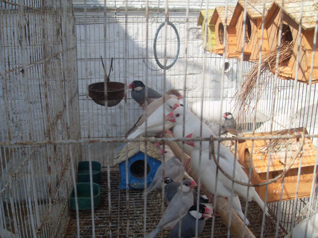 Finches For Sale (JAVA)