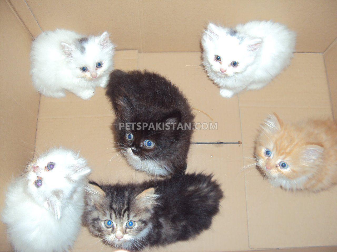 Cute Persian Kittens Currently Available — photo 1