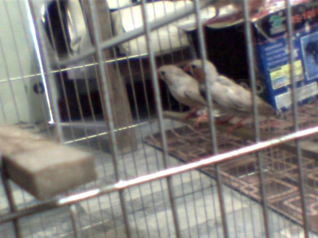 finch for sale pair (250 rs)