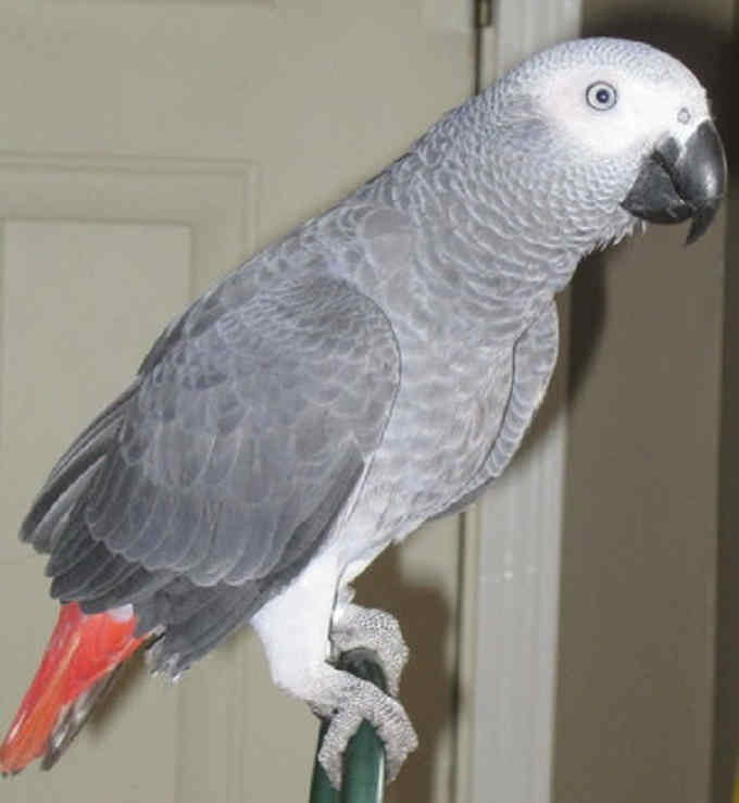 Complete tame parrots, cockatoos, amazons with different species and fertile eggs for sale