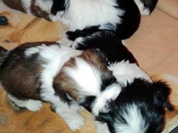Shih Tzu puppies