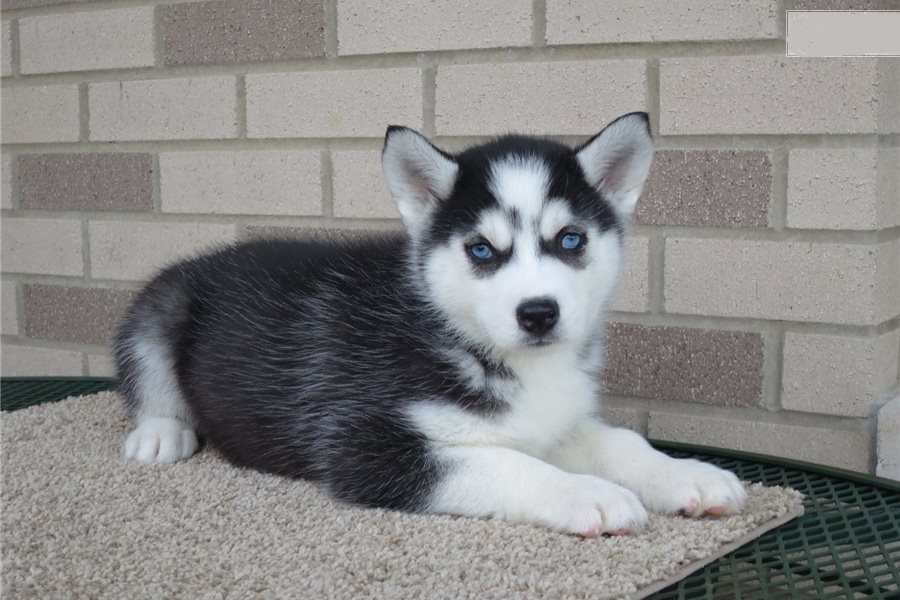 3 SIBERIAN HUSKY PUPPIES FOR  ADOPTION