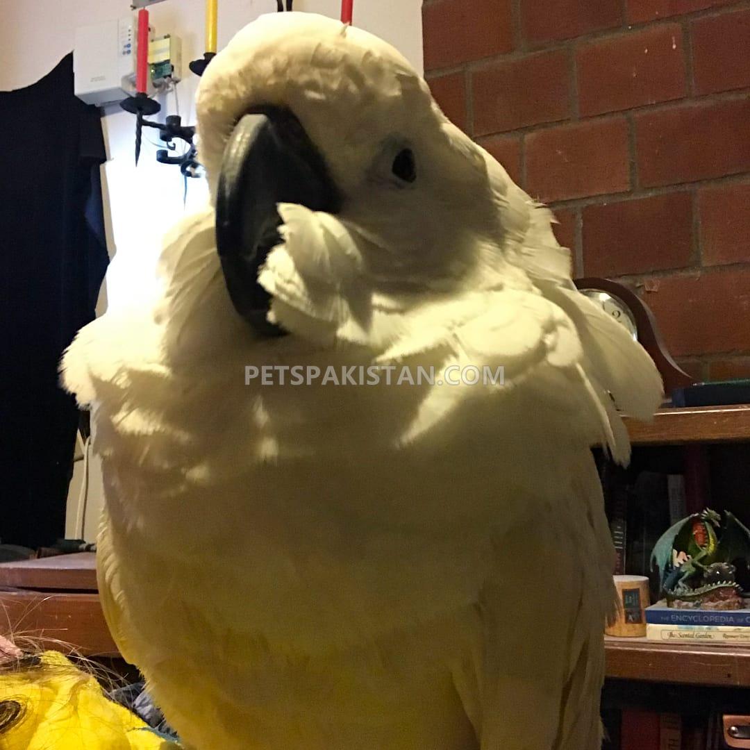Cockatoos