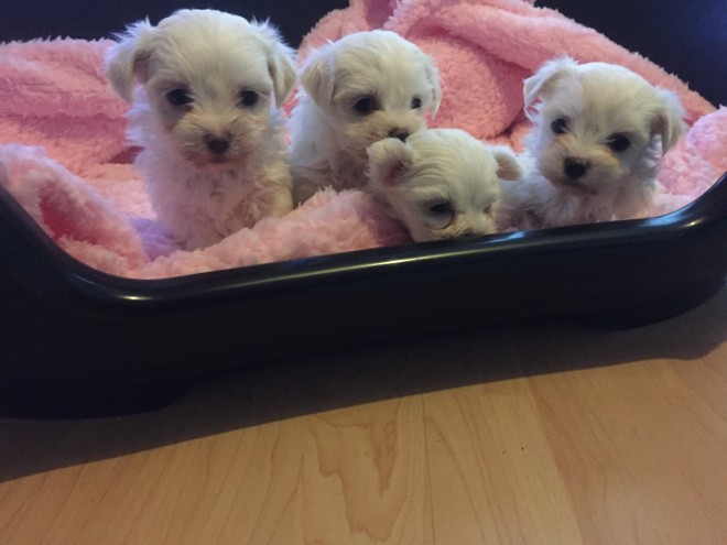 Stunning Maltese puppies