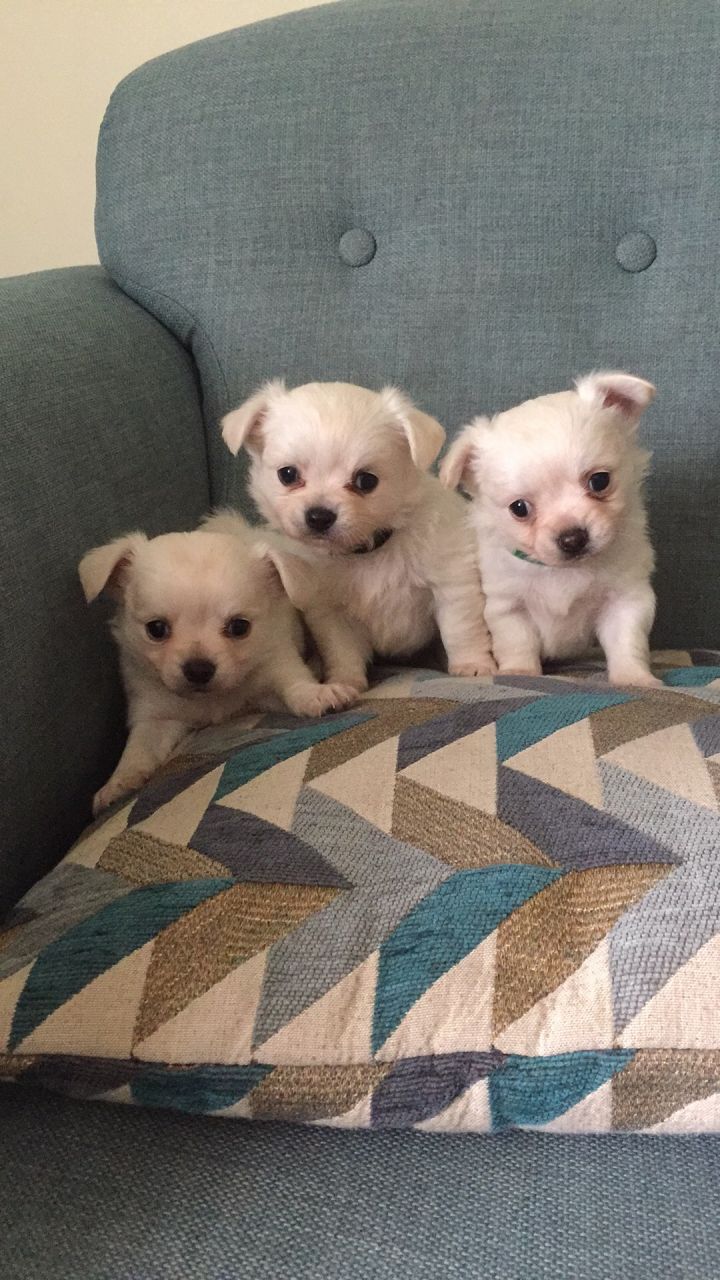 Male and Female Chihuahua Puppies for adoption