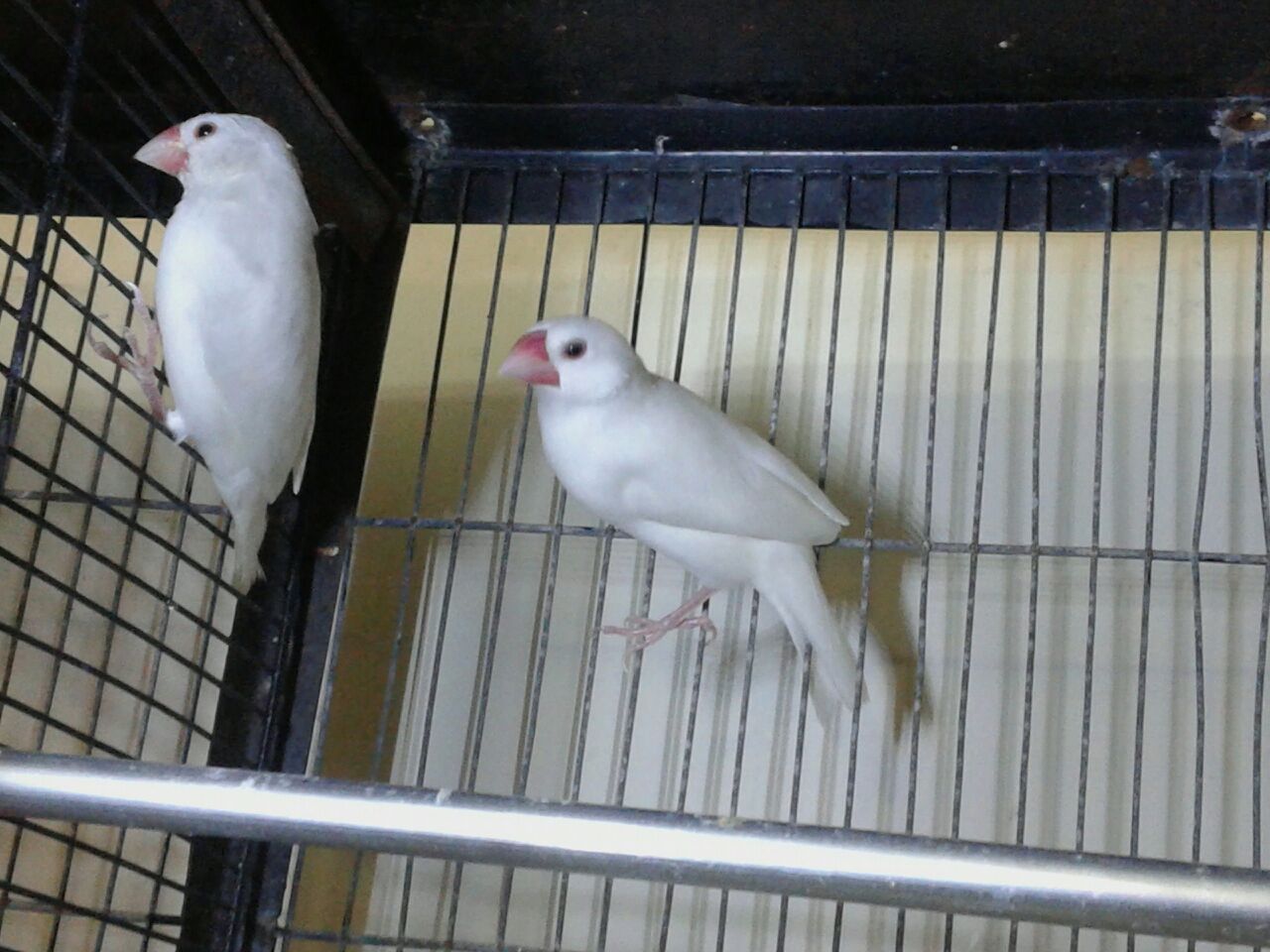 White Java & Fone Java Pair available for sale