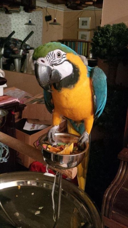 Well trained adorable Macaw parrots — photo 1
