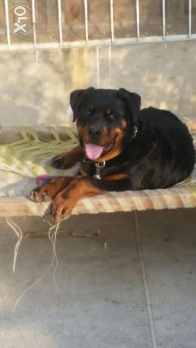 Rottweiler 9 months — photo 1