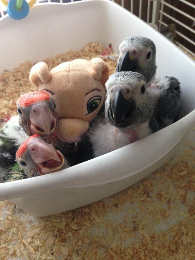 congo african grey and cape babies in south carolina