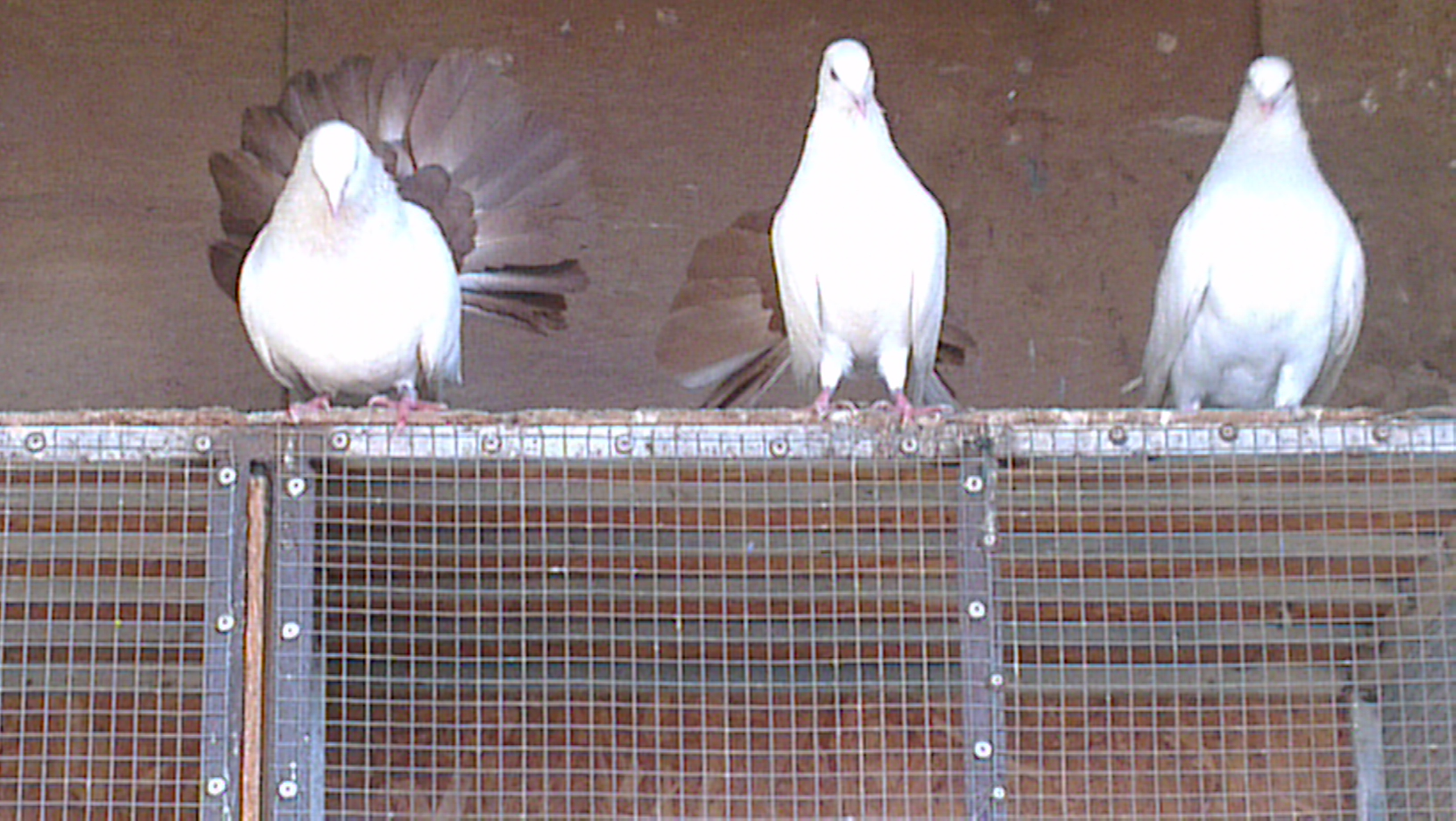 red tail laka ful white laka for sale
